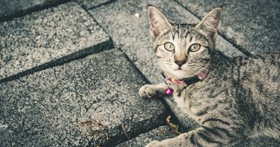 Das darf deine Katze auf keinen Fall essen!