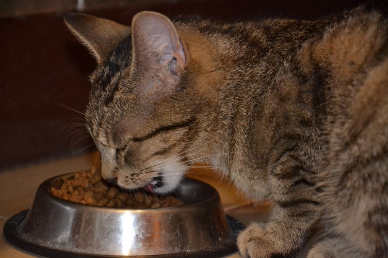 Das darf deine Katze auf keinen Fall essen!