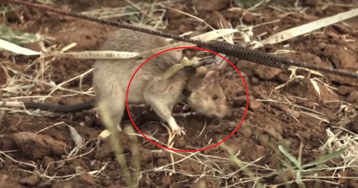 Weltkriegsbombe Entschärfen: Diese Menschen Sind Helden! – Evakuierungsgebiet Abgesperrt. - iq9t2zs