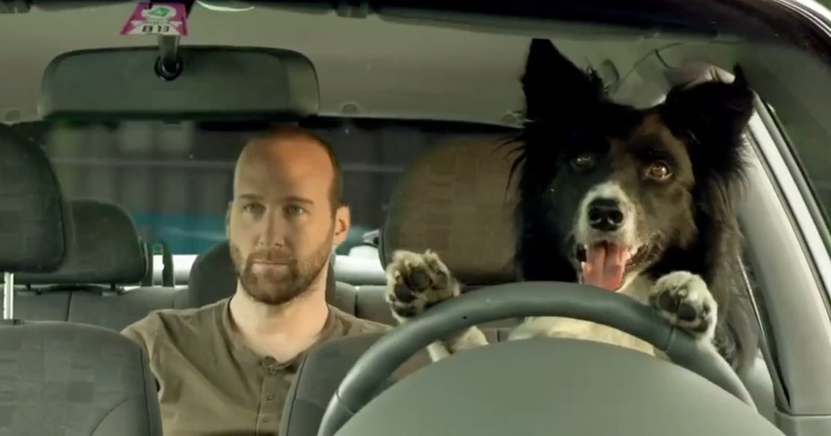 Jetzt lässt der Hund IHN im Auto - dieses Video weckt auf!