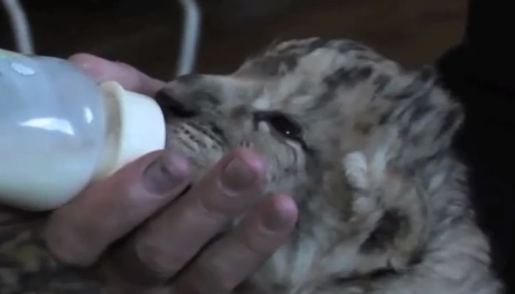 Seltene Tierbabys auf der Halbinsel Krim
