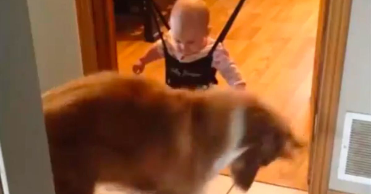 Dieser Hund zeigt dem Baby, wie man richtig springt!