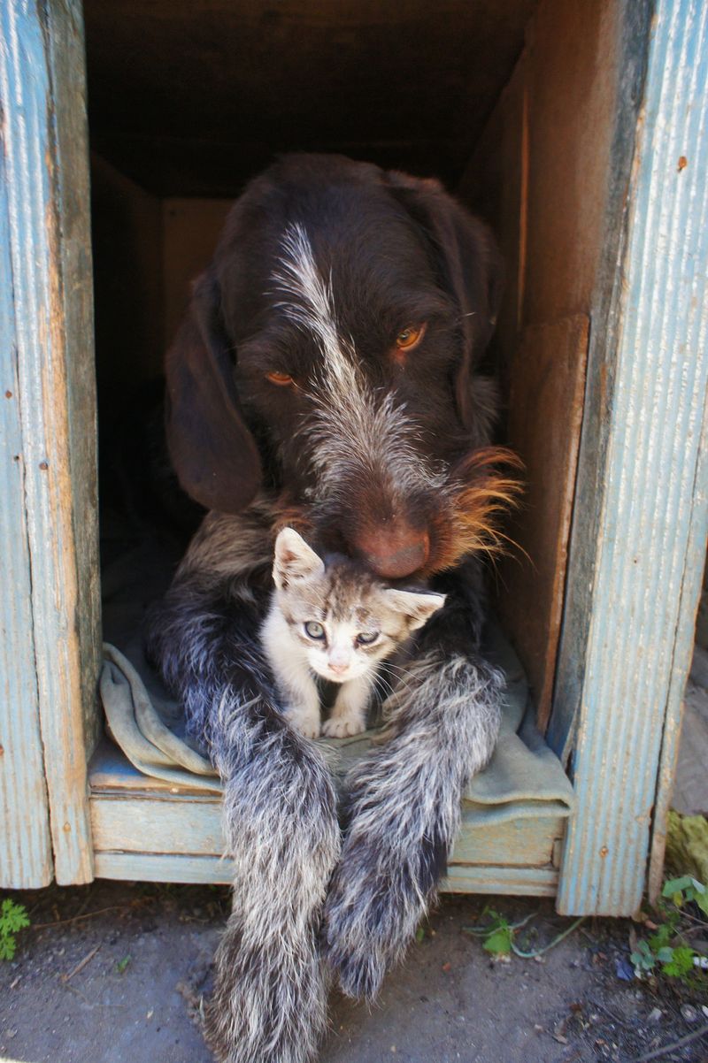 Hunde & Katzen: So wird's was mit dem Zusammenleben!