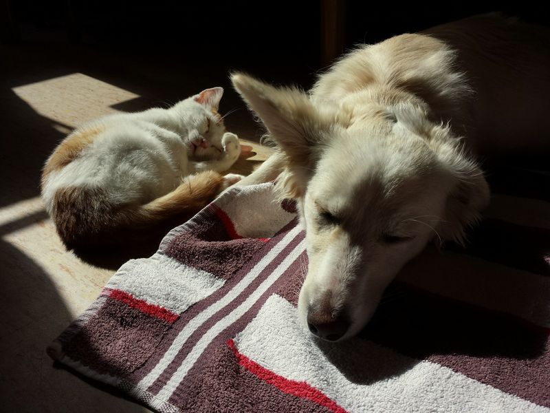 Hunde & Katzen: So wird's was mit dem Zusammenleben!
