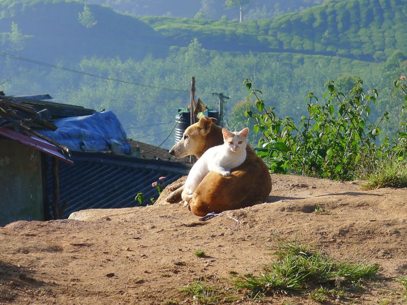 Hunde & Katzen: So wird's was mit dem Zusammenleben!