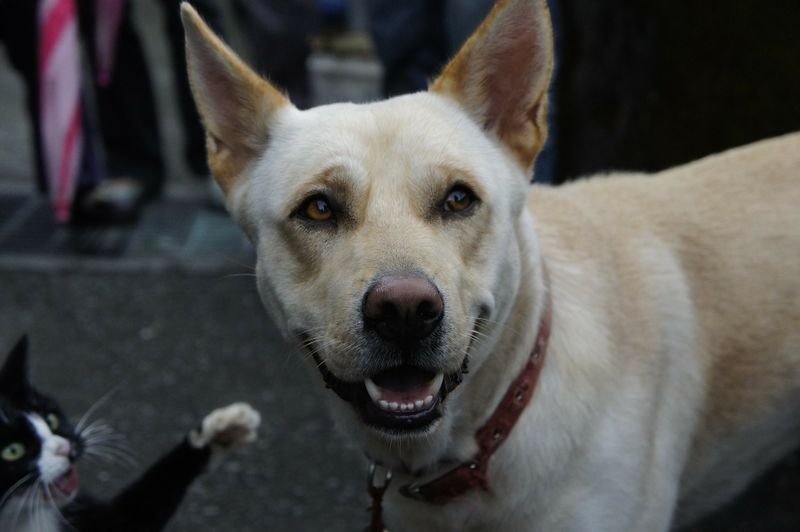 Hunde & Katzen: So wird's was mit dem Zusammenleben!