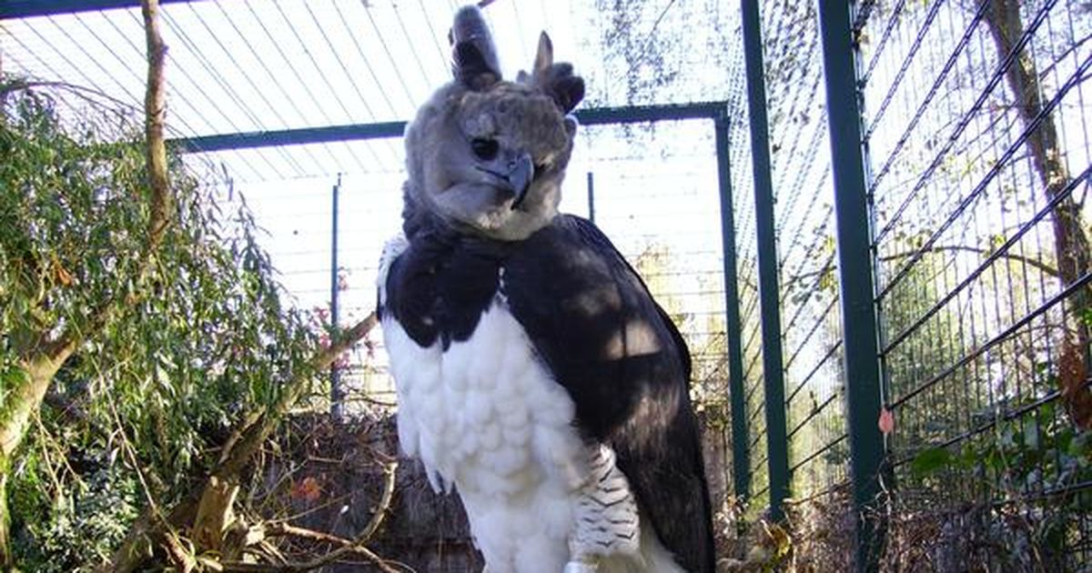 Welche Tiere Wird Es 2026 Nicht Mehr Geben www.tierfans.net