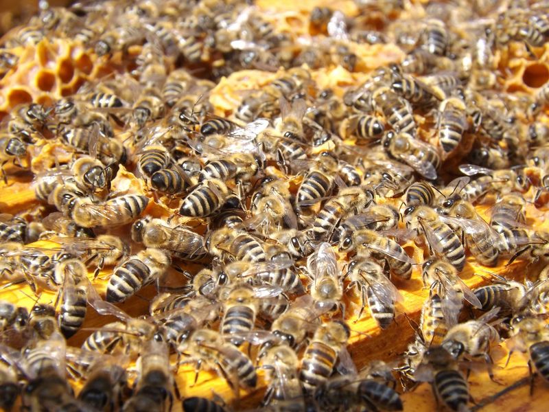 Dieser Typ hatte über 1 Millione Bienen auf seinem Körper! Was denkst du wie oft er gestochen wurde?