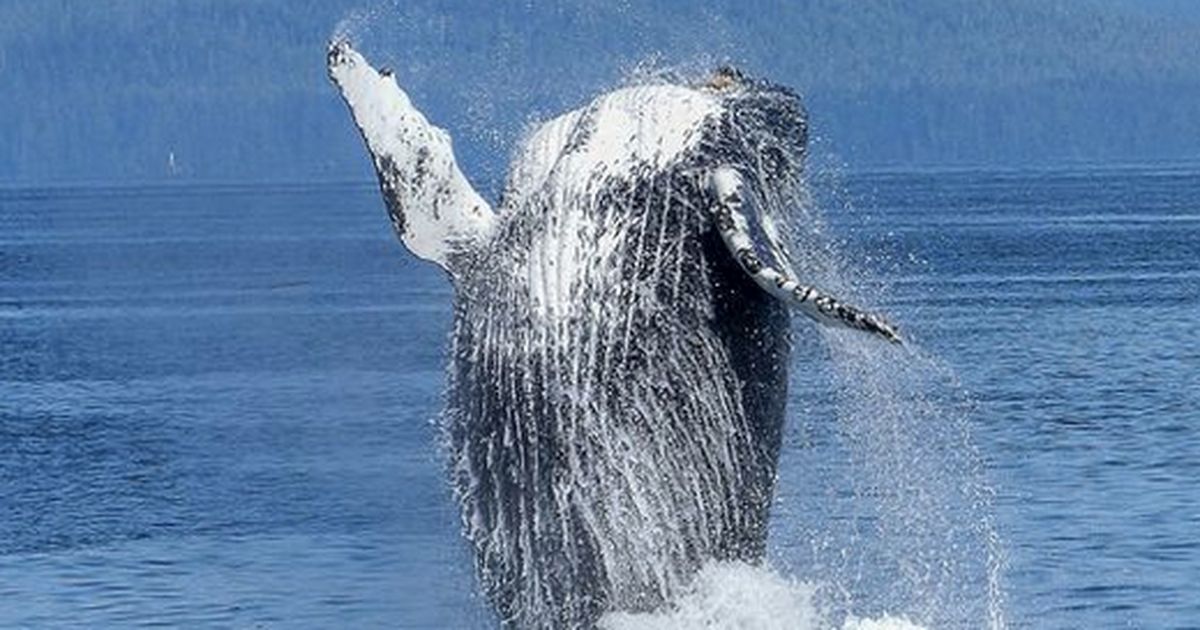 Wie lang können Wale wirklich die Luft anhalten? Wie lang können Wale wirklich die Luft anhalten?