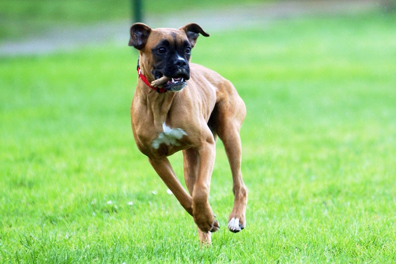 Auch wenn der Deutsche Boxer etwas aggressiv ausschaut, ist er ein herzensguter Hund.