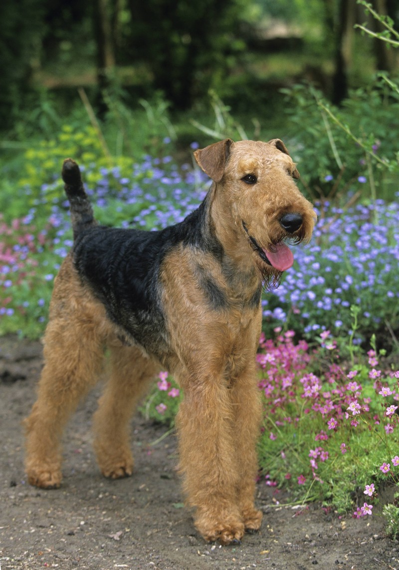 Der britische Airedale Terrier begeistert Herrchen und Frauchen mit seinem tapferen Charakter.