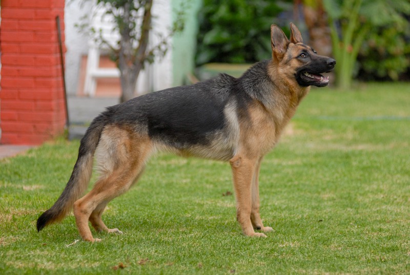 Der Deutsche Schäferhund ist in Deutschland immer noch äußerst populär.