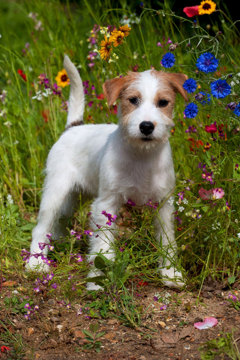 Der Parson Russell Terrier sieht süß aus und ist wahrscheinlich deshalb so beliebt.