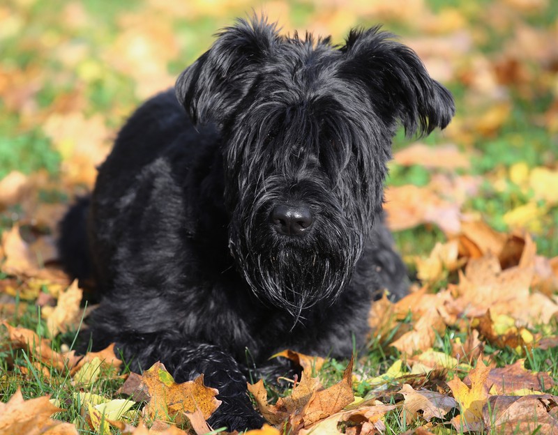 Der Riesenschnauzer ist ein Charakterhund, den sich viele Menschen als Haustier wünschen.