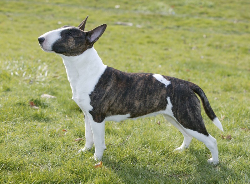 Miniature Bull Terrier sind beeindruckende Hunde.