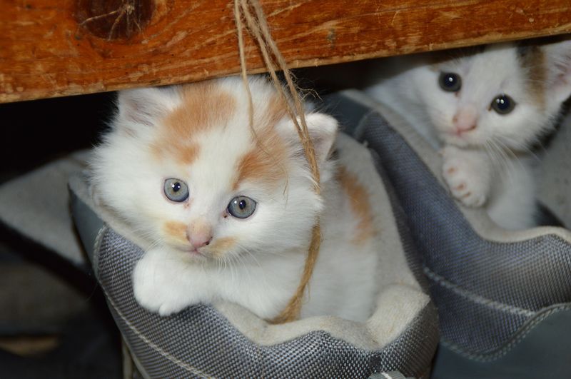 Ihr wisst nicht, wie eine Katze schnurrt?