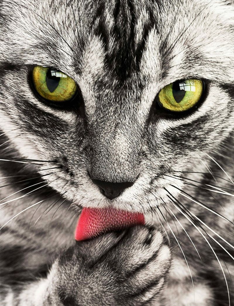 Ihr wisst nicht, wie eine Katze schnurrt?