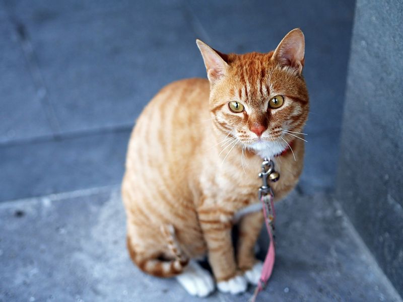 Ihr wisst nicht, wie eine Katze schnurrt?