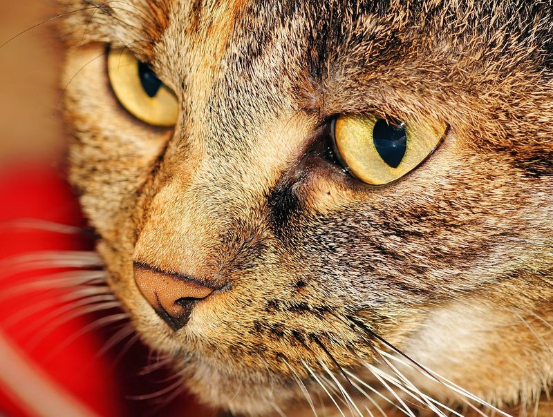 Ihr wisst nicht, wie eine Katze schnurrt?