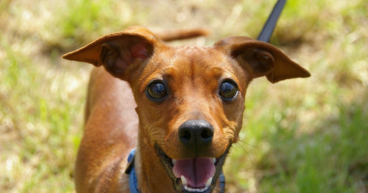 Was tun, wenn der Hund wegläuft?