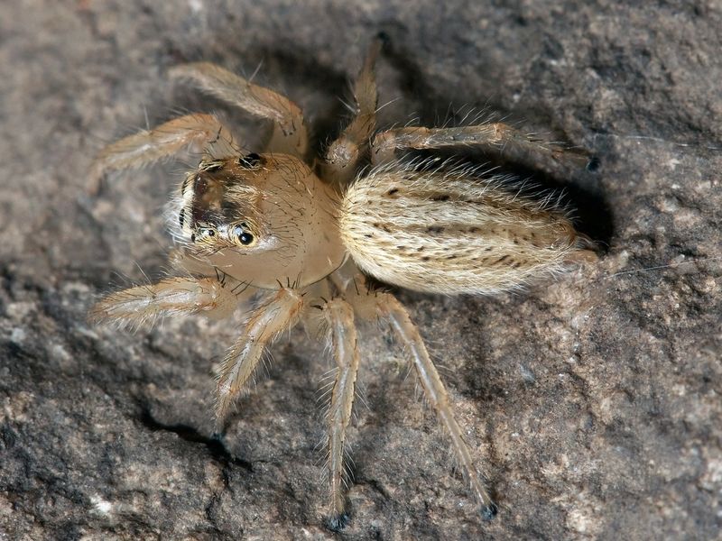 Wie Viele Spinnen Verschluckt Man Im Schlaf Oh Gott...Spinne im Schlaf verschluckt!