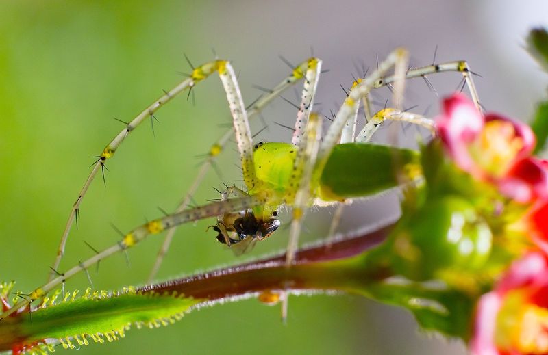 Wie Viele Spinnen Verschluckt Man Im Schlaf Oh Gott...Spinne im Schlaf verschluckt!