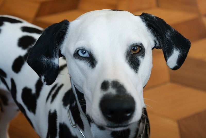 Ist dein Zuhause giftig für deinen Hund?