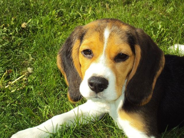 Ist dein Zuhause giftig für deinen Hund?