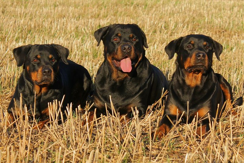 Darum gibt es keine Kampfhunde!