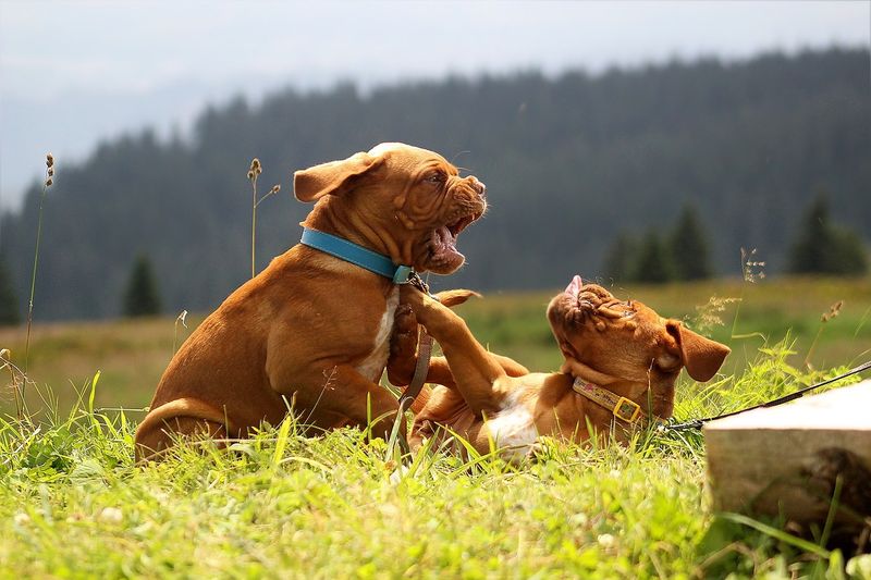 Darum gibt es keine Kampfhunde!