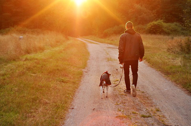 Was wäre, wenn du ein Hund wärst? So wäre dein Leben dann!