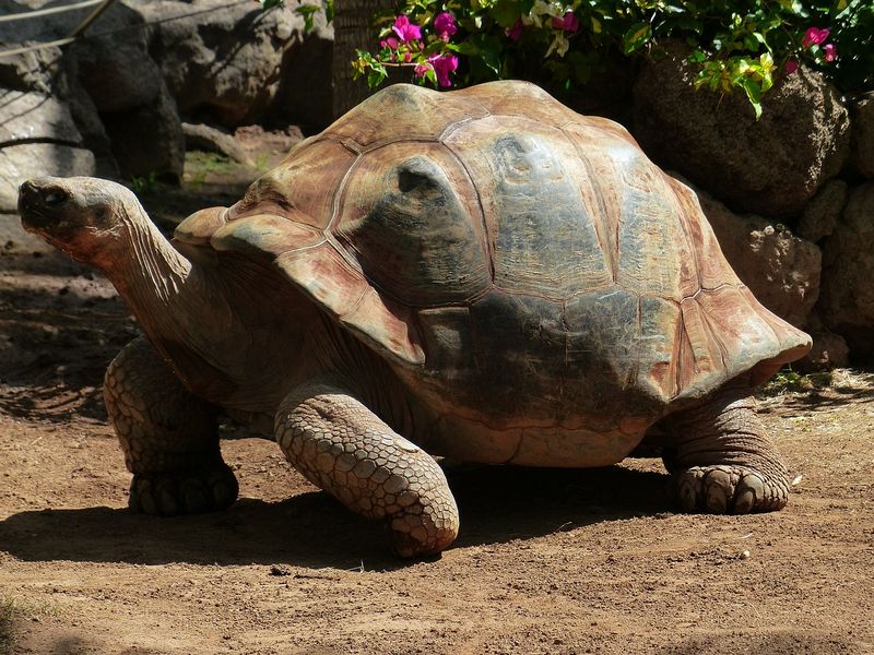 Die top 5 der verr cktesten tierrekorde