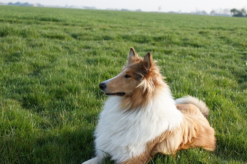 Warum frisst ein Hund Kot?