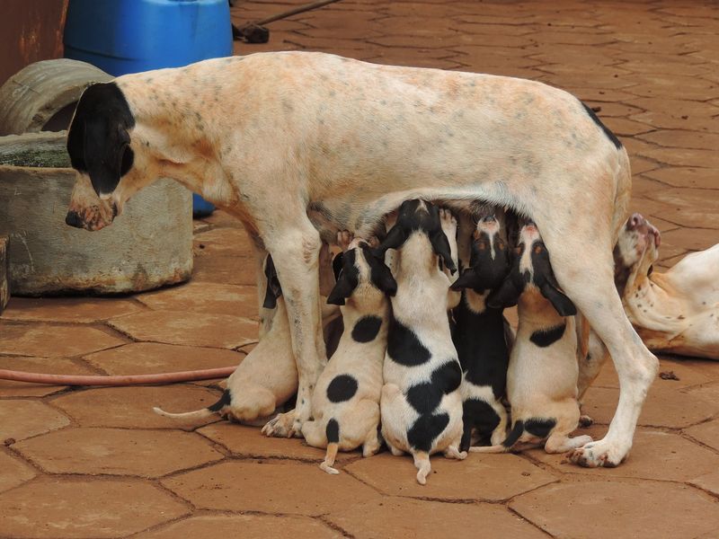 Warum frisst ein Hund Kot?