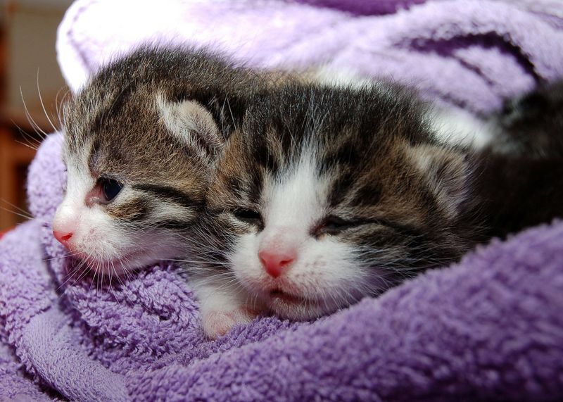 Was denken Katzen wirklich über uns Menschen?
