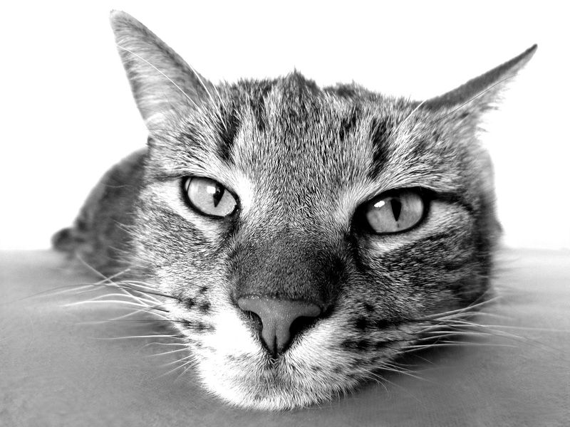 Was denken Katzen wirklich über uns Menschen?
