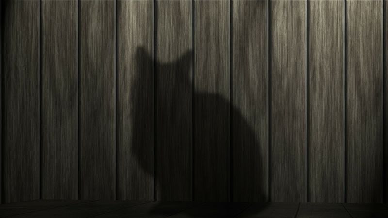 Was denken Katzen wirklich über uns Menschen?