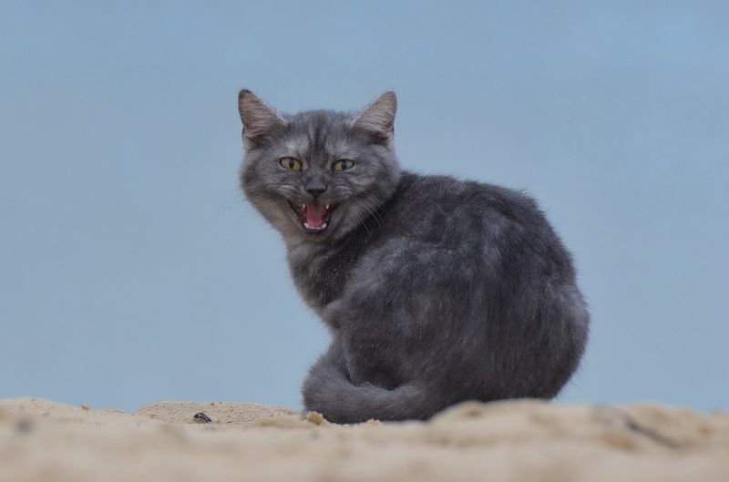 Was denken Katzen wirklich über uns Menschen?