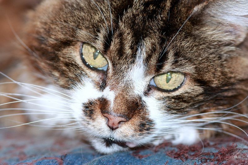 Was denken Katzen wirklich über uns Menschen?