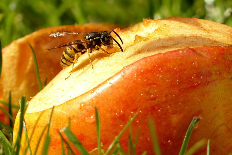 5 erstaunliche Fakten über Wespen!