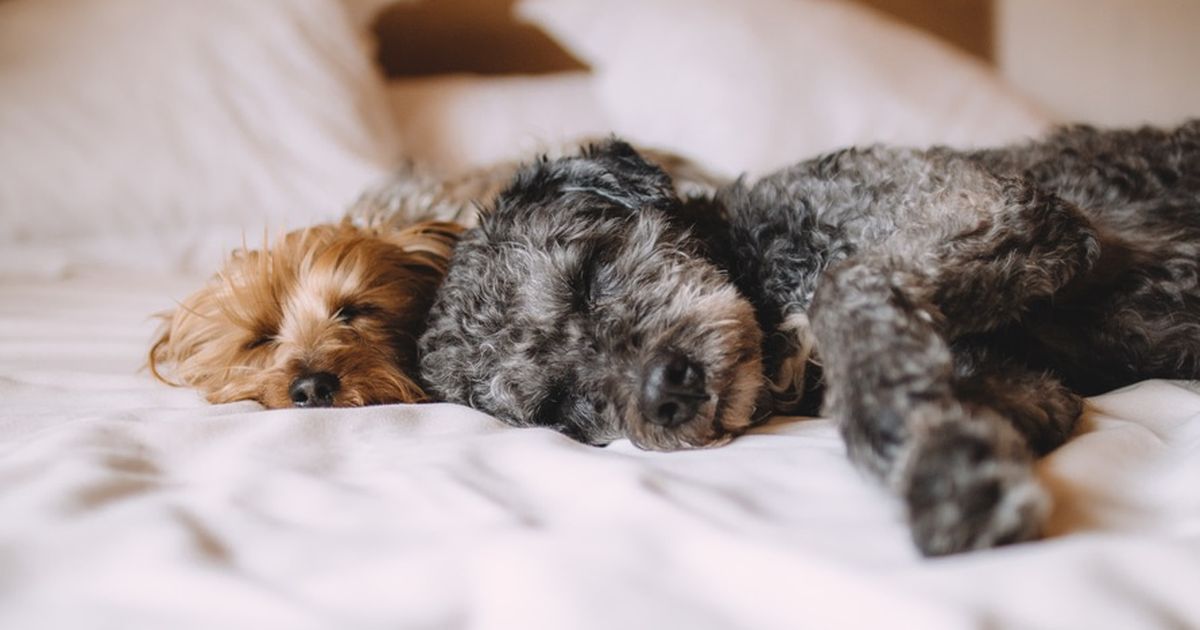 5 Gründe, warum es nicht immer gut ist, dass der Hund im Bett schläft