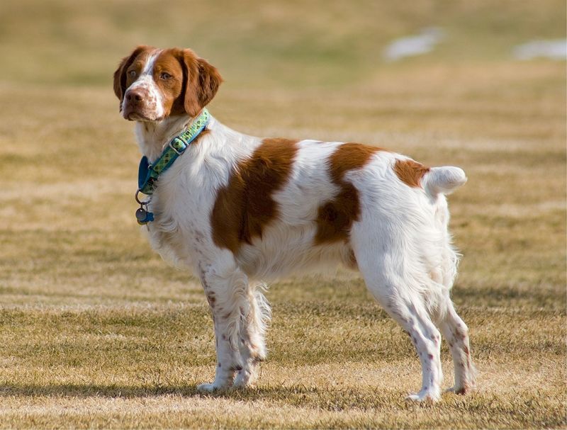 5 Gründe, warum dein Hund NICHT alleine zu Hause sein sollte!