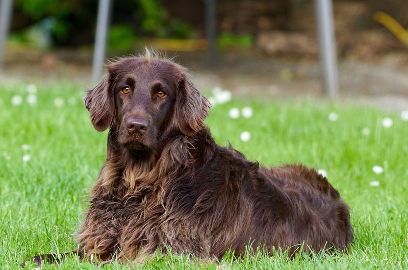 5 Gründe, warum dein Hund NICHT alleine zu Hause sein sollte!