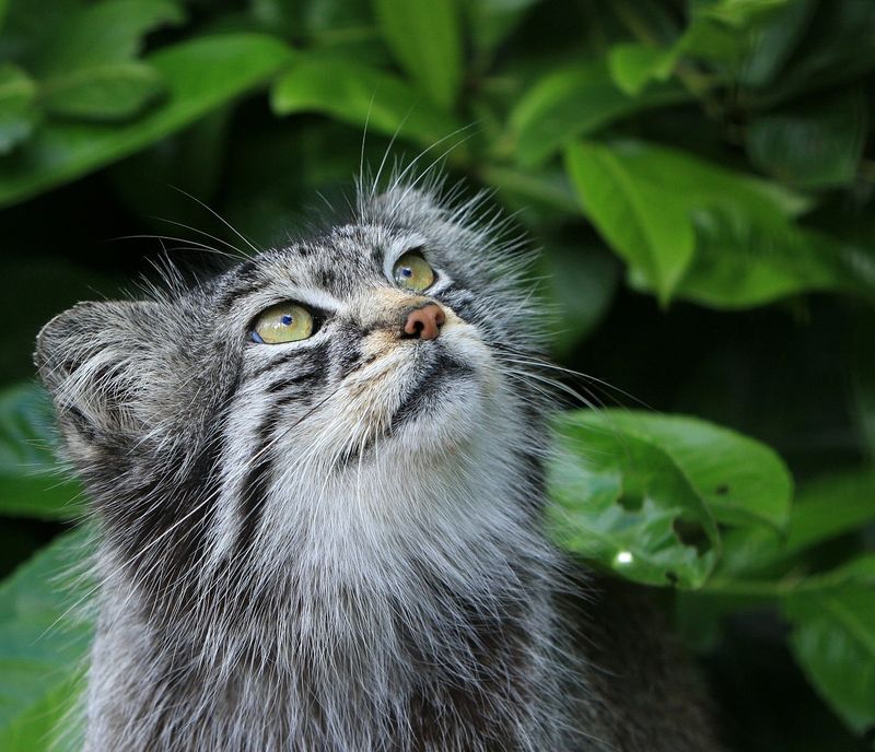 Was Musst Du Bei Deiner Freilaufenden Katze Beachten