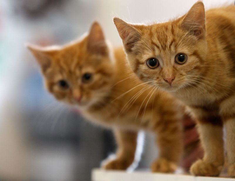 Diese 5 Sachen wusstest du garantiert noch nicht über Katzen!