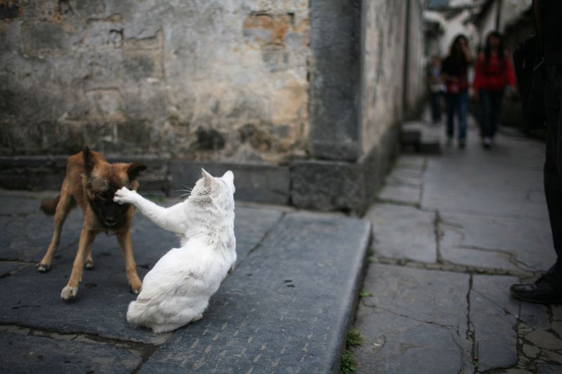 Diese 5 Sachen wusstest du garantiert noch nicht über Katzen!