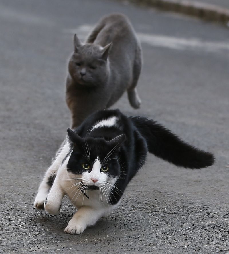 Diese 5 Sachen wusstest du garantiert noch nicht über Katzen!
