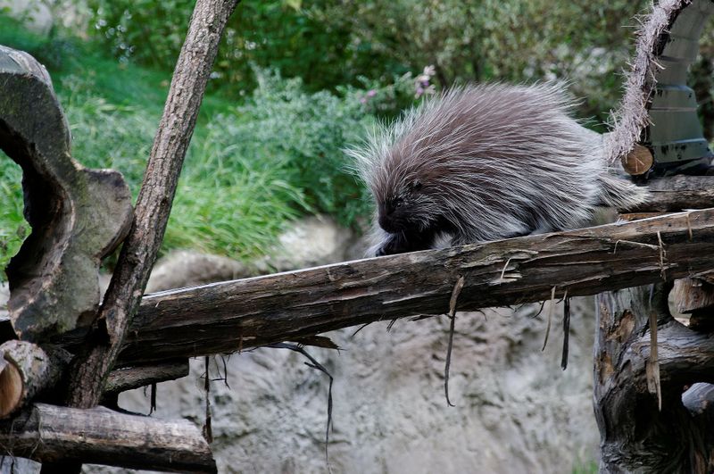 Der etwas andere Hund - nur hat dieser kein Fell, sondern Borsten und Stacheln!