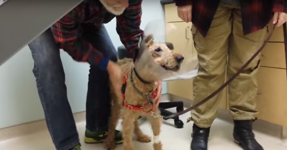 Dieser Hund kann nach einer Operation endlich seine Familie wieder