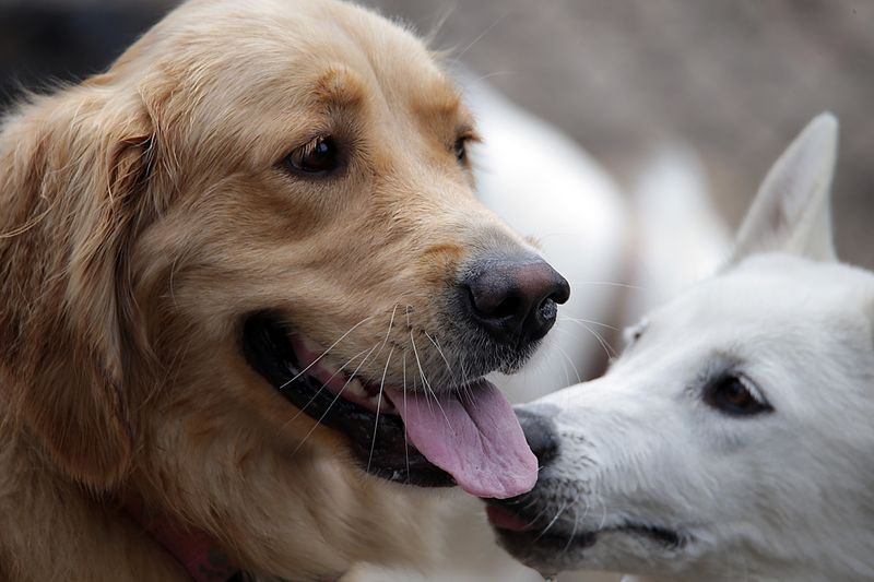 5 Hundekrankheiten, die jeder Besitzer kennen sollte